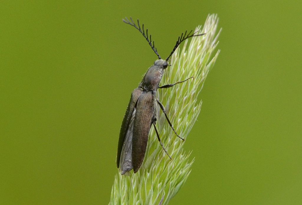 Elateridae:  Ctenicera cuprea ?  No, Ctenicera pectinicornis